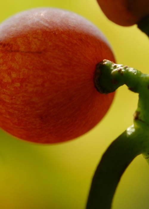 Traminer ANT 1144